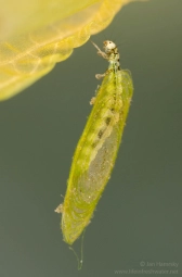 Case building caddis Case building caddis