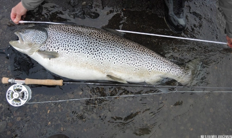 101 centimeter non-spawner 101 centimeter non-spawner