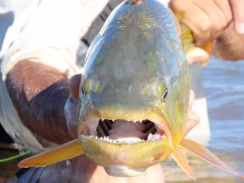 Grrrrr...! Grrrrr...!