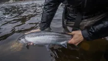 Video thumb for Northern Ontario Fly Fishing Adventures
