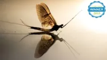 Video thumb for Brothers On The Mayfly