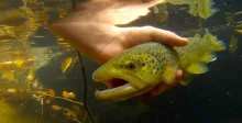 Video thumb for Fly Fishing upstate NY