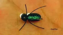 Video thumb for Killer Autumn Beetle