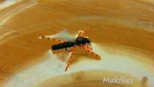 Video thumb for Silly Legs Hawthorn Fly