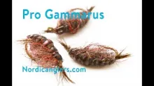 Video thumb for Pro Gammarus