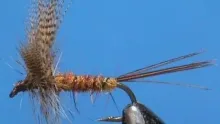 Video thumb for Eastern March Brown