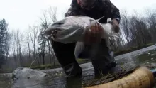 Video thumb for Steelhead Alley
