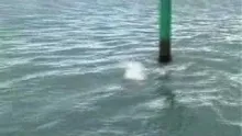 Video thumb for Green Tide