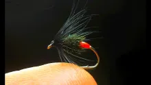 Video thumb for Black & Peacock Spider
