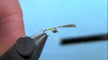 Video thumb for Yellow Bellied Baetis