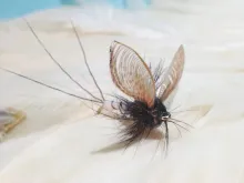 User submitted picture: Catskill Mayfly