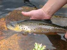 User submitted picture: A nice mountain brown fro...