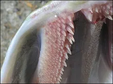 User submitted picture: Sharp teeth!!! Pike on a ...