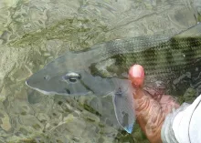 User submitted picture: Releasing a big bone in C...