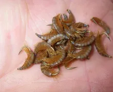 User submitted picture: Some scud