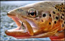 User submitted picture: River gem.