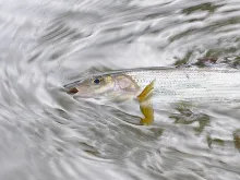 User submitted picture: Nice Grayling taken the d...