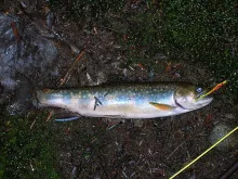 User submitted picture: A Wild Brookie The Day Af...