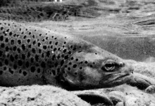 User submitted picture: vintage