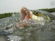 User submitted picture: The Tigerfish, Africa's f...