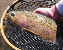 User submitted picture: Large ranch pond cuttbow ...