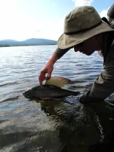User submitted picture: Lake grayling ! by www.gu...