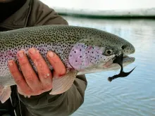 User submitted picture: The Old Hen-Within a coup...