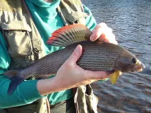 User submitted picture: here is a picture of a  g...