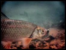 User submitted picture: Leuciscus leuciscus