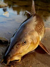 User submitted picture:  Barbel !