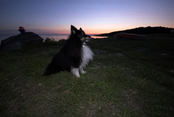 Dog guard - Divus the sheltie taking care of things
