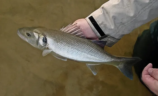 User submitted picture: Sea bass